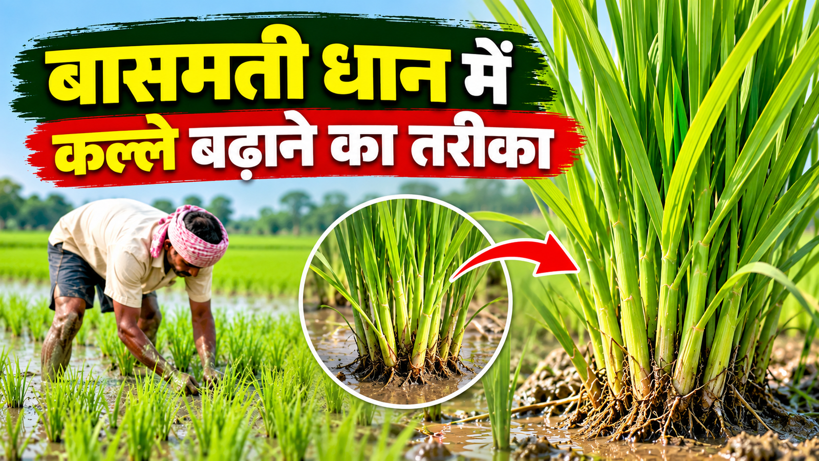 बासमती धान की खेती में रोपाई के बाद 20-25 दिन करें ये काम तो बढ़ सकते हैं कल्ले Basmati Dhaan Mein Kalle Badhane Ka Tarika