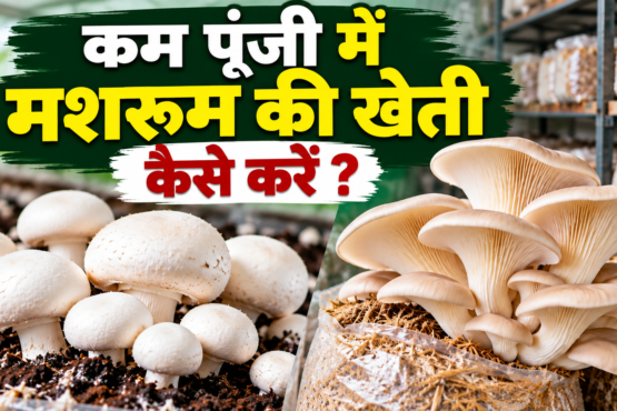 Kam Poonji Mein Mushroom Ki Kheti Kaise Kare