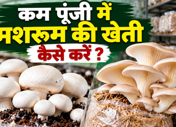 Kam Poonji Mein Mushroom Ki Kheti Kaise Kare
