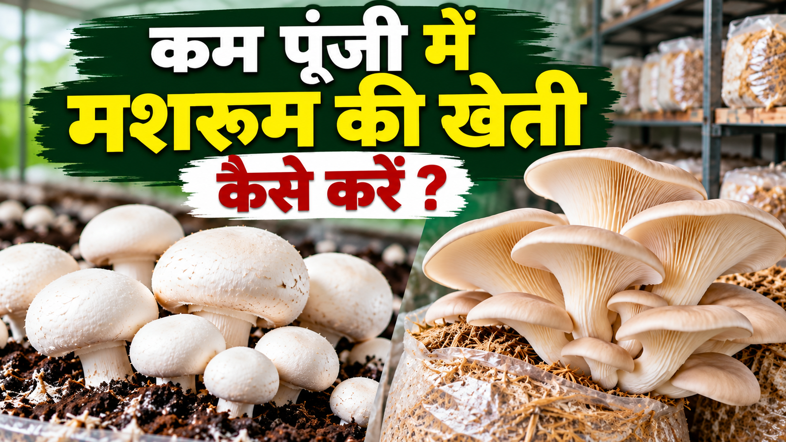 सर्दियों में मशरूम की इन 2 किस्मों की खेती से शुरू करें रोजगार, कम पूंजी में मिलेगा अच्छा मौका  Kam Poonji Mein Mushroom Ki Kheti Kaise Kare