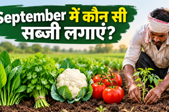 September Mein Kaun Si Sabji Lagaye?