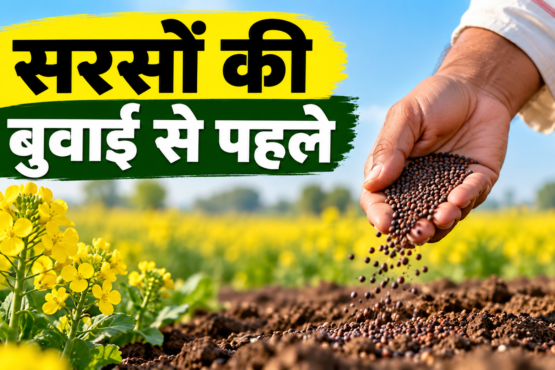 Sarson Ki Buwai Se Pehle Kya Kare?