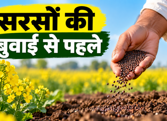 Sarson Ki Buwai Se Pehle Kya Kare?