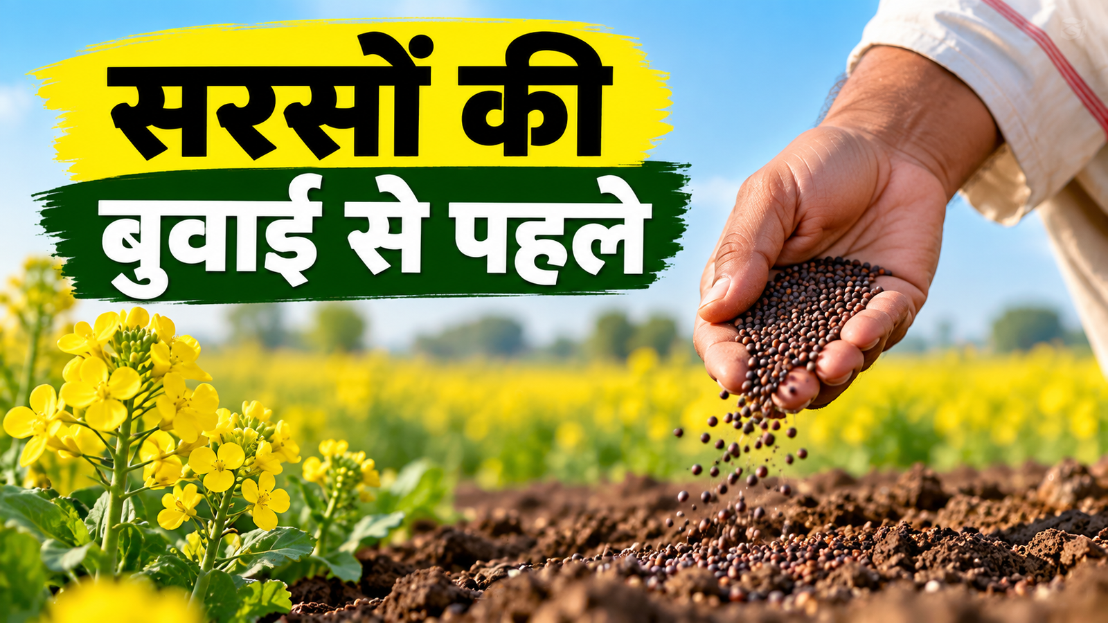 सरसों की बुवाई से पहले करें ये काम? बीमारियों से बचाव के लिए करें ये 3 जरूरी काम Sarson Ki Buwai Se Pehle Kya Kare?
