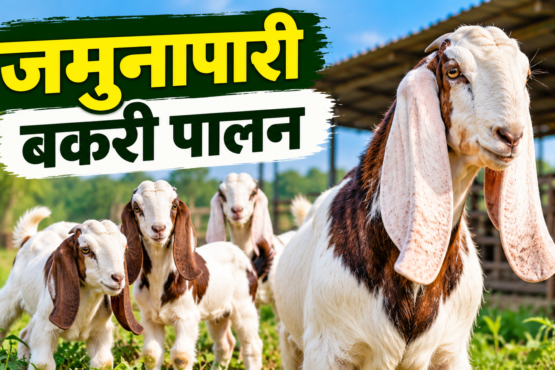 Jamunapari Bakri Palan