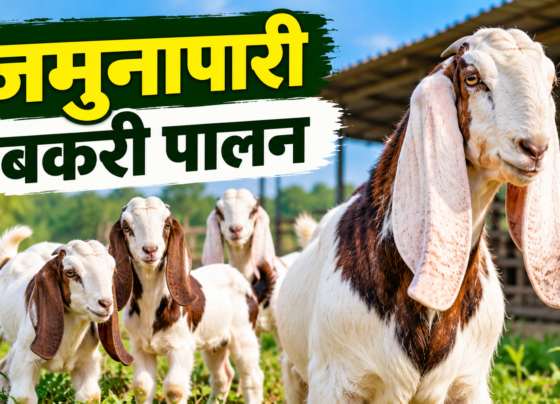 Jamunapari Bakri Palan