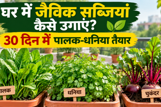 Ghar Mein Organic Sabji Kaise Ugaye