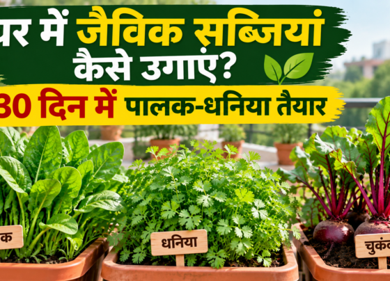Ghar Mein Organic Sabji Kaise Ugaye