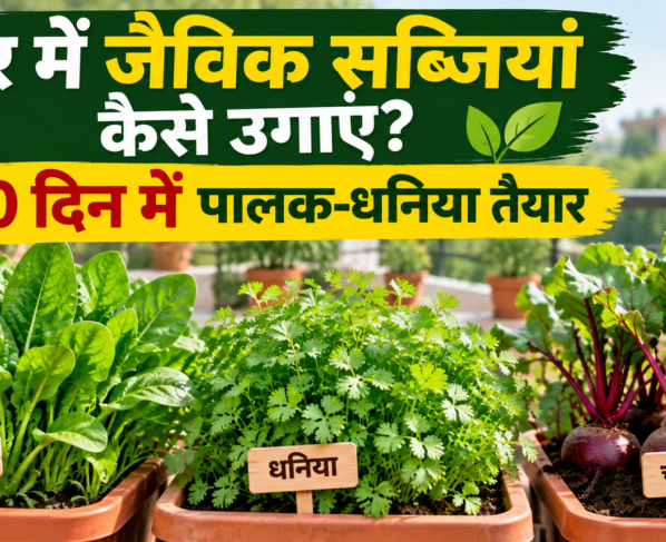 Ghar Mein Organic Sabji Kaise Ugaye