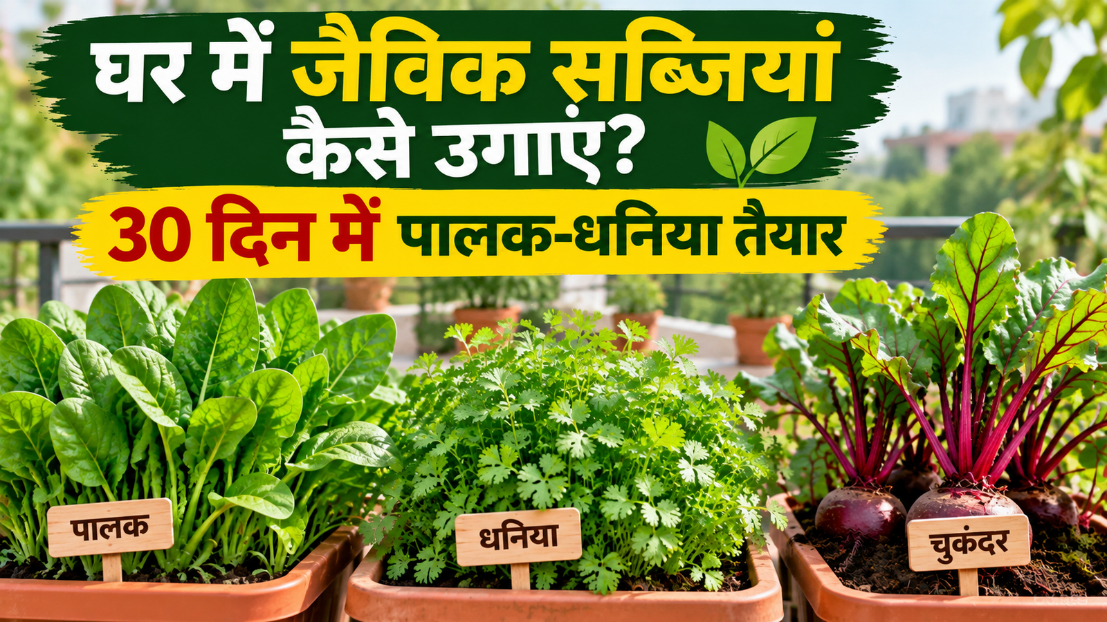 बाजार का पालक-धनिया छोड़िए, घर में उगाएं जैविक सब्जियां, 30 दिन में तैयार होगी हरी-भरी फसल Ghar Mein Organic Sabji Kaise Ugaye