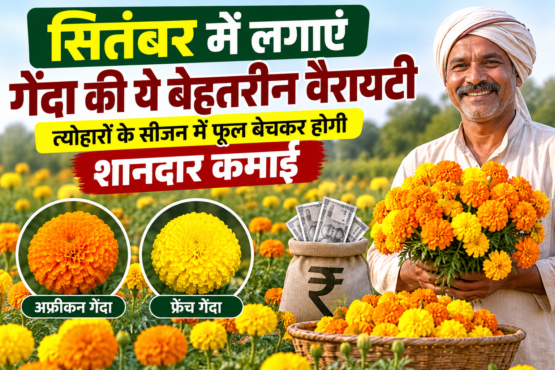 September Mein Genda Ki Kheti