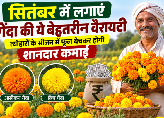 September Mein Genda Ki Kheti