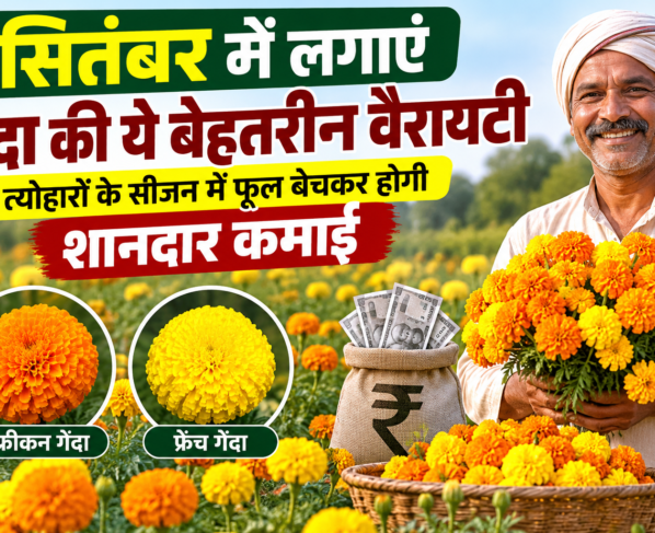 September Mein Genda Ki Kheti