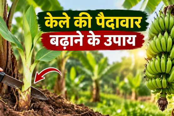 Kele Ki Paidavar Badhane Ke Upay