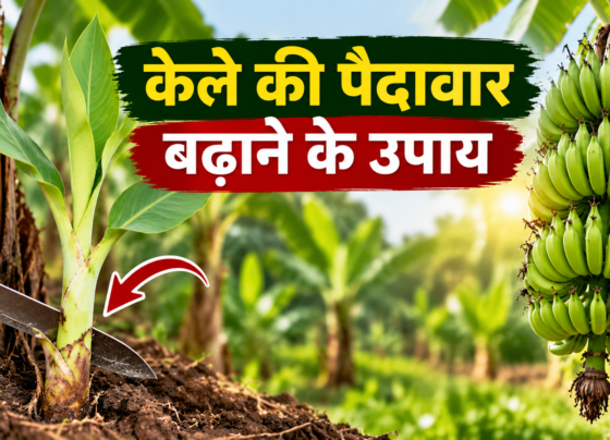 Kele Ki Paidavar Badhane Ke Upay