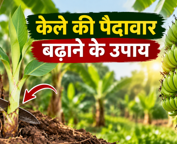 Kele Ki Paidavar Badhane Ke Upay