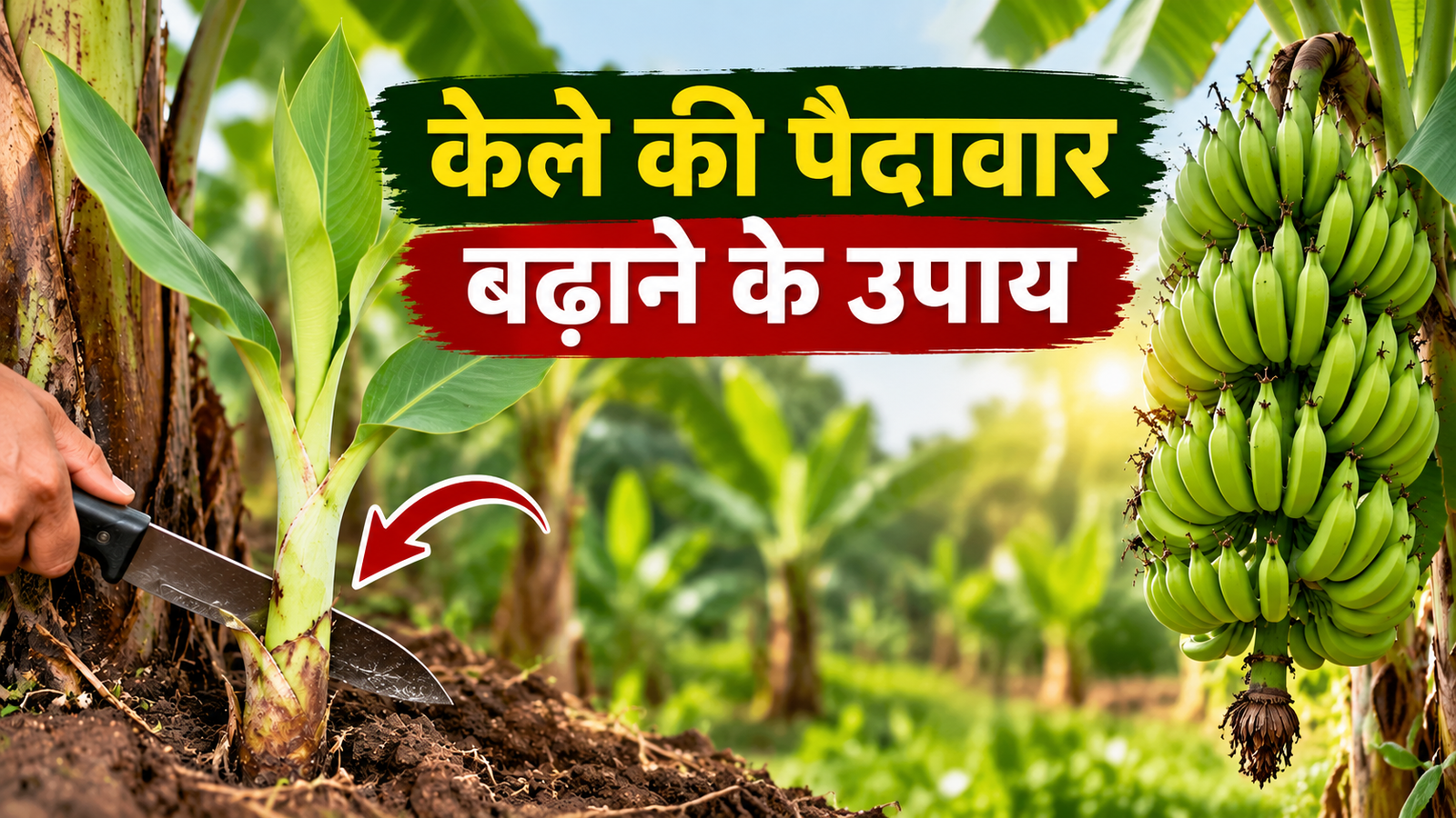 केले की बंपर पैदावार के लिए सकर हटाना जरूरी, वैज्ञानिक ने बताया आसान तरीका Kele Ki Paidavar Badhane Ke Upay
