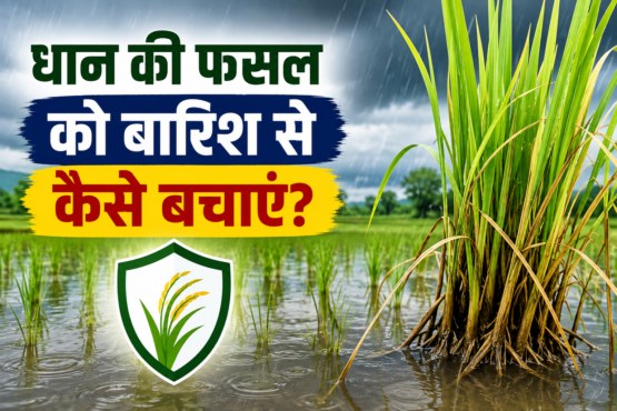 Dhan Ki Fasal Ko Barish Se Kaise Bachaye