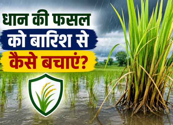 Dhan Ki Fasal Ko Barish Se Kaise Bachaye