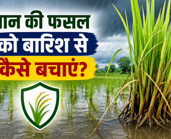 Dhan Ki Fasal Ko Barish Se Kaise Bachaye