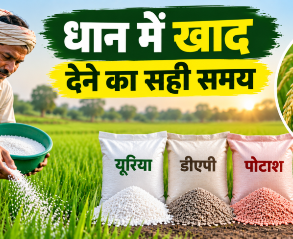 Dhan Me Khaad Dene Ka Sahi Samay