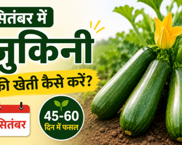 September Mein Zucchini Ki Kheti Kaise Kare