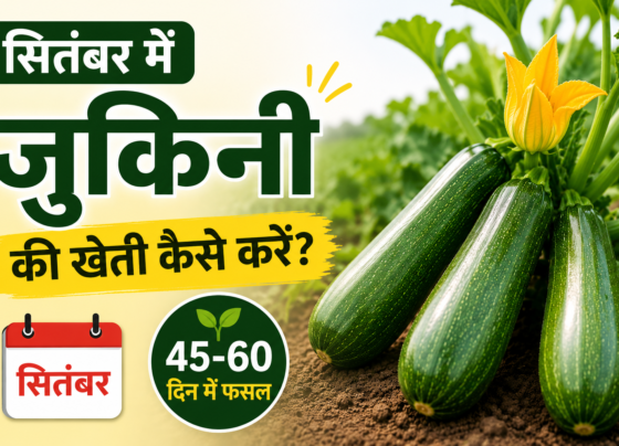 September Mein Zucchini Ki Kheti Kaise Kare