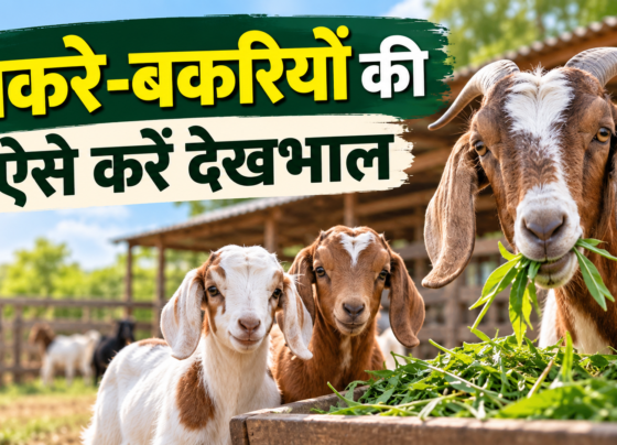 Bakre-Bakriyon Ki Dekhbhal Kaise Kare?