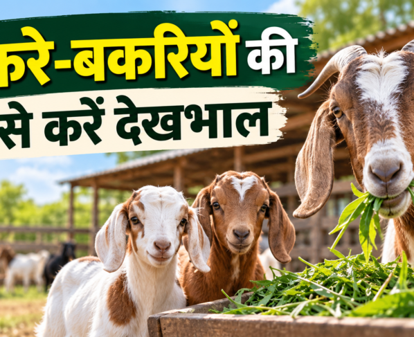 Bakre-Bakriyon Ki Dekhbhal Kaise Kare?
