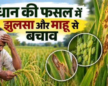 Dhan Ki Fasal Mein Jhulsa Aur Mahu Se Bachav