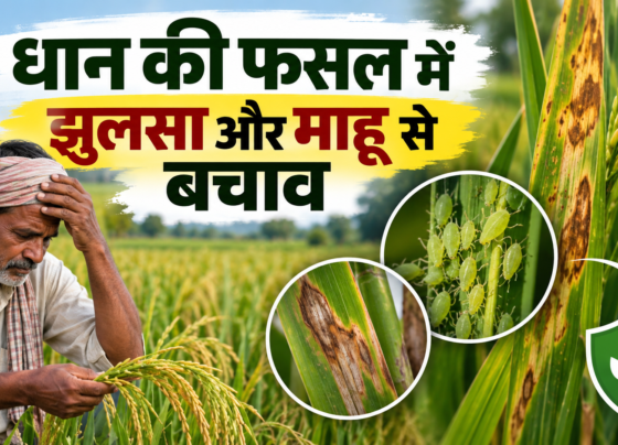 Dhan Ki Fasal Mein Jhulsa Aur Mahu Se Bachav
