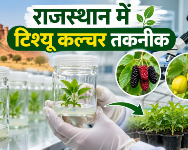 Rajasthan Mein Tissue Culture Takneek