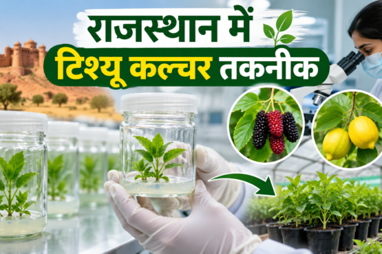 Rajasthan Mein Tissue Culture Takneek