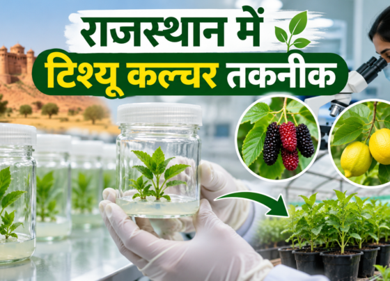 Rajasthan Mein Tissue Culture Takneek