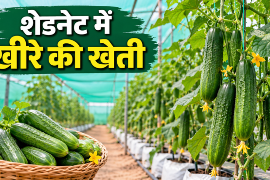 Shednet Me Khire Ki Kheti Kaise Kare