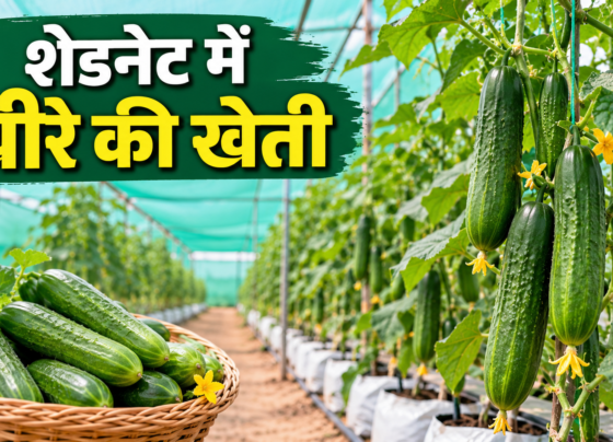 Shednet Me Khire Ki Kheti Kaise Kare