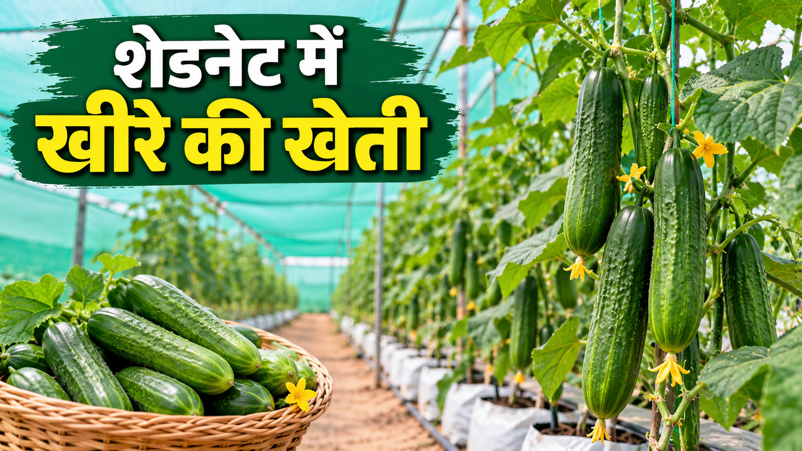 खीरे के पौधों की वैज्ञानिक तरीके से करें खेती, 8 महीने तक मिलेगी हार्वेस्टिंग  Shednet Me Khire Ki Kheti Kaise Kare