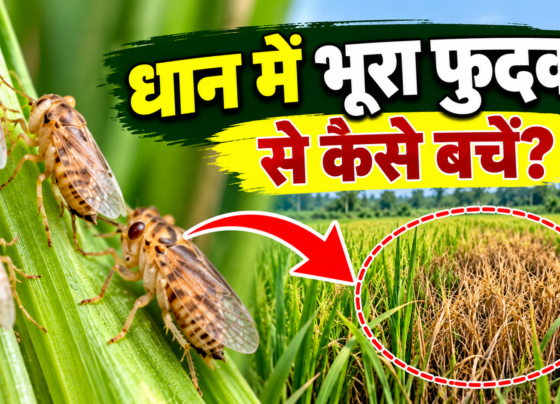 Dhaan Mein Bhura Fudka Se Kaise Bachen?