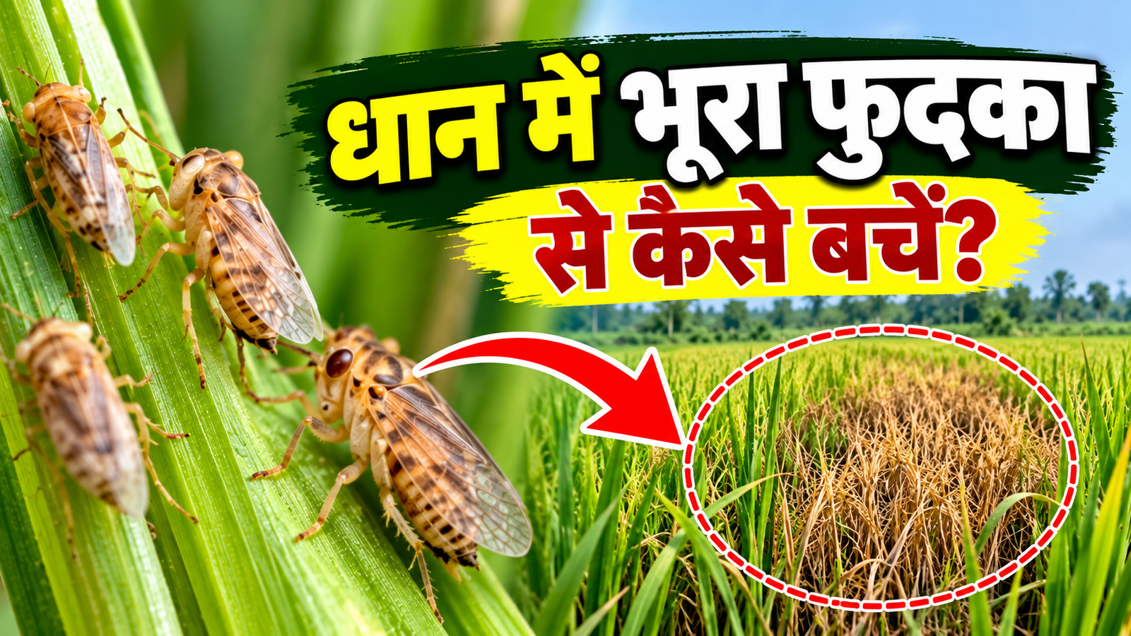 भूरा फुदका से धान की फसल को बचाने के लिए अपनाएं ये आसान उपाय  Dhaan Mein Bhura Fudka Se Kaise Bachen?