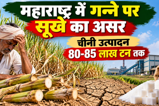 Maharashtra Mein Ganne Par Sukhe Ka Asar