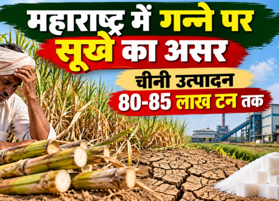 Maharashtra Mein Ganne Par Sukhe Ka Asar