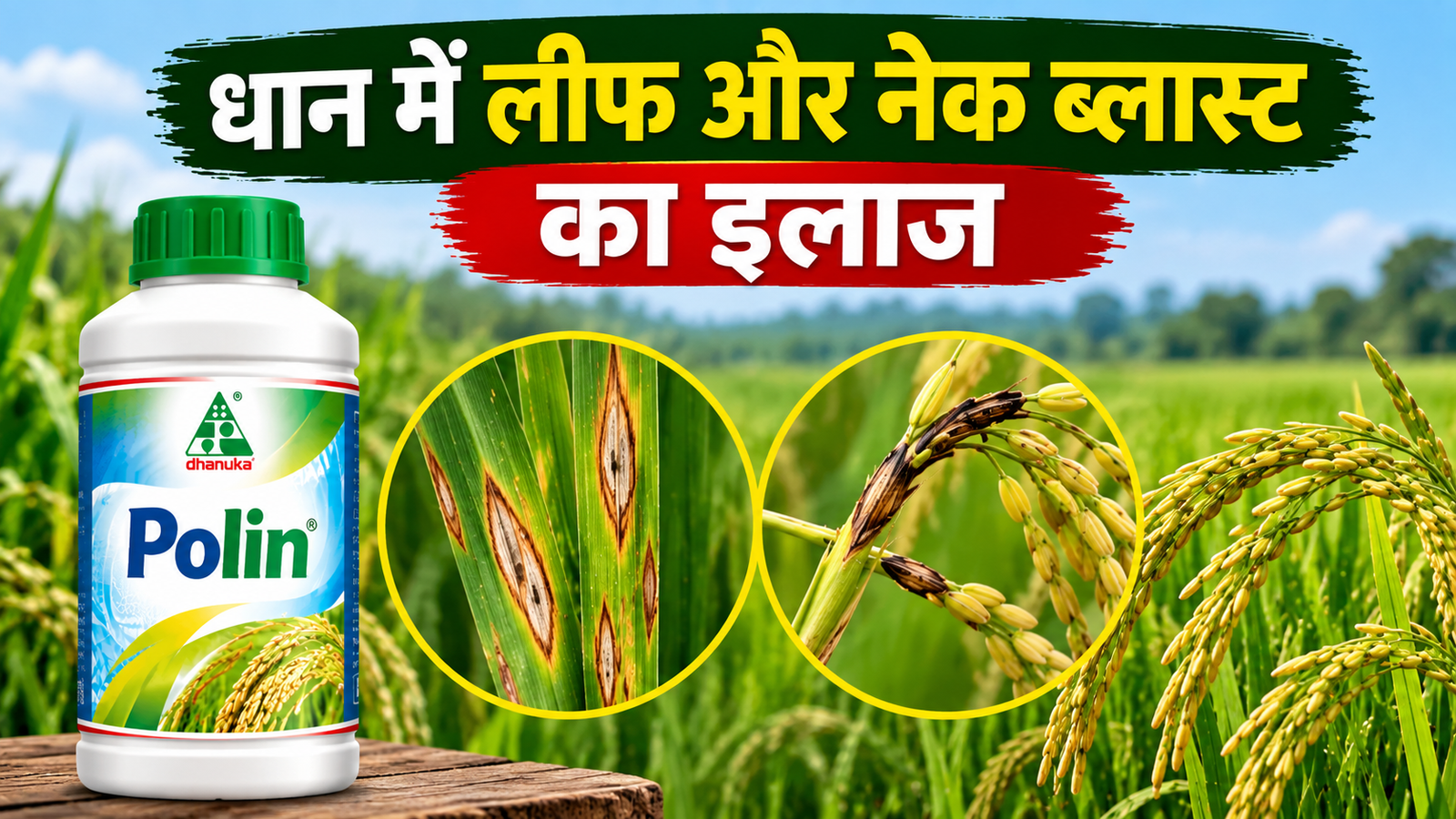 धान में लीफ और नेक ब्लास्ट का इलाज, पोलिन से फफूंद रोग का नियंत्रण Dhaan Mein Leaf Aur Neck Blast Ka Ilaaj