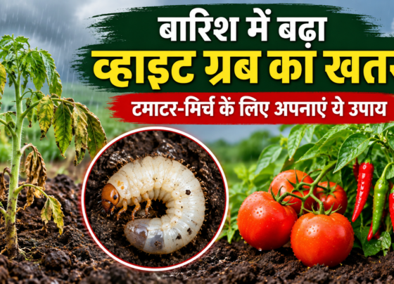 Barish Mein White Grub Se Fasal Ko Kaise Bachaye