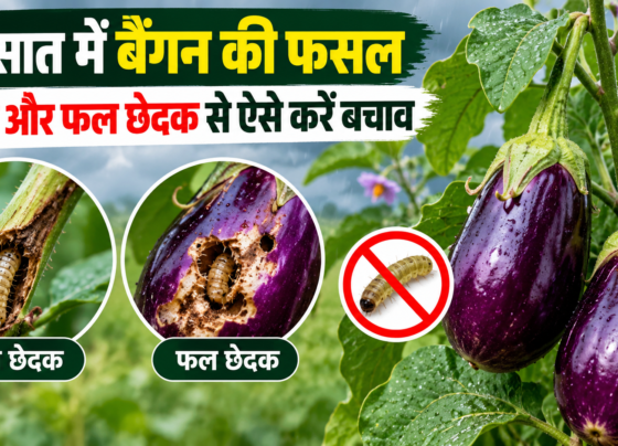 Baingan Ki Fasal Ko Keeton Se Kaise Bachaye