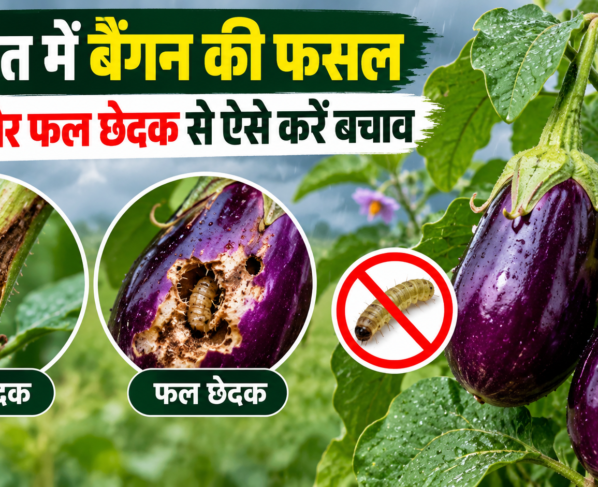 Baingan Ki Fasal Ko Keeton Se Kaise Bachaye
