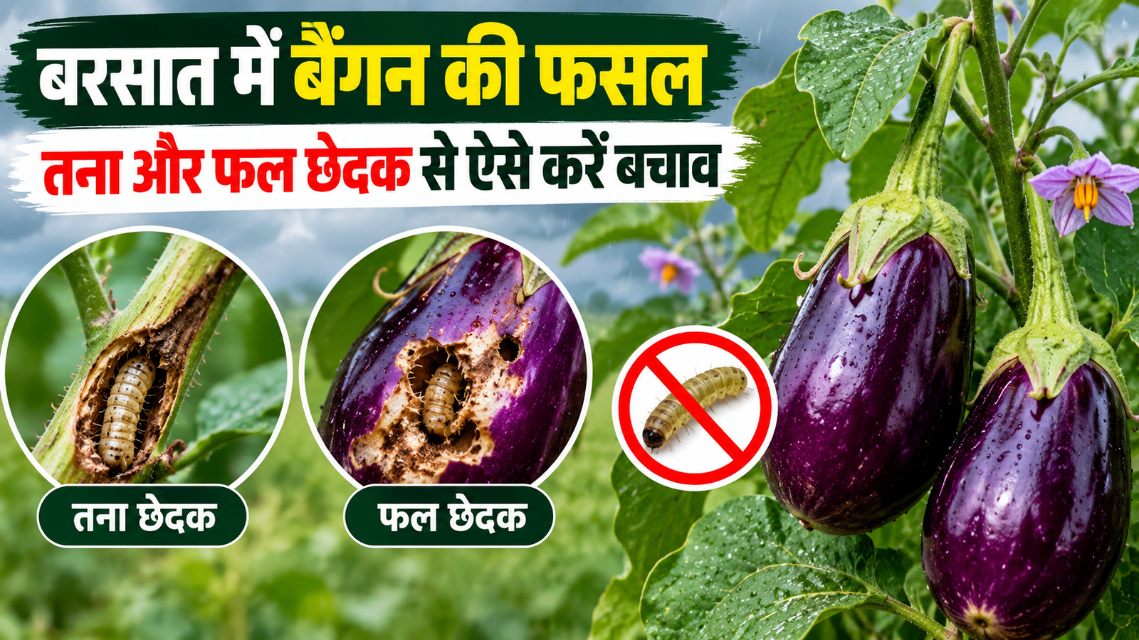 बरसात में बैंगन की फसल पर मंडराया खतरा, तना और फल छेदक से ऐसे करें बचाव Baingan Ki Fasal Ko Keeton Se Kaise Bachaye