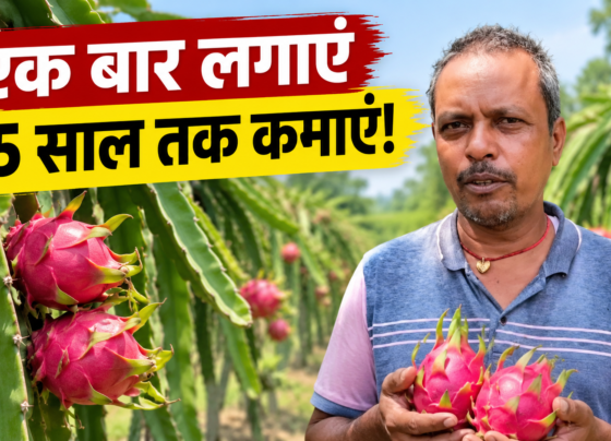 Manjay Prasad Dragon Fruit Farming Success Story