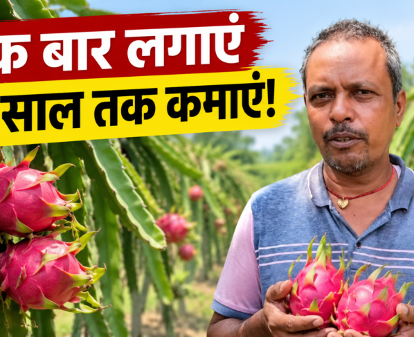 Manjay Prasad Dragon Fruit Farming Success Story