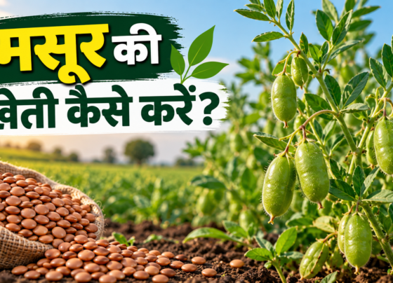 Masur Ki Kheti Kaise Kare