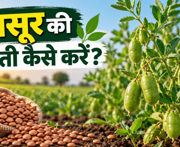 Masur Ki Kheti Kaise Kare